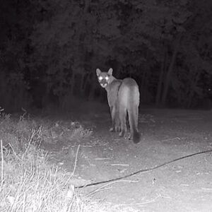 Meet your Posher, Pisces